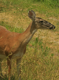 White-tailed Deer